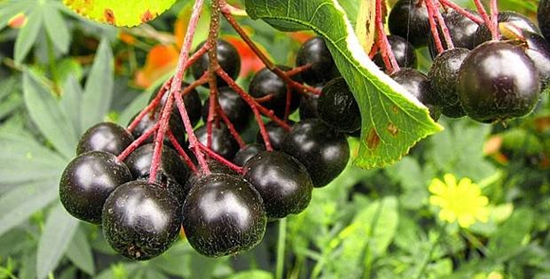 Užitečné polotovary pro zimu: sirup z chobotnice ashberry