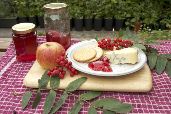 Rowan na zimu: recepty na předvalky z obvyklé červené a černé chokeberry