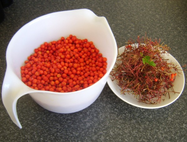 Rowan na zimu: recepty na předvalky z obvyklé červené a černé chokeberry