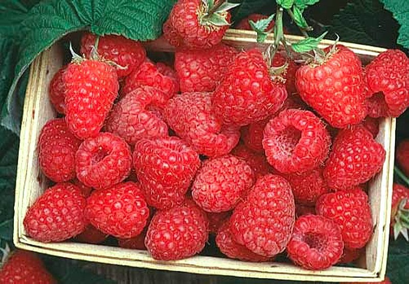 spousta malin