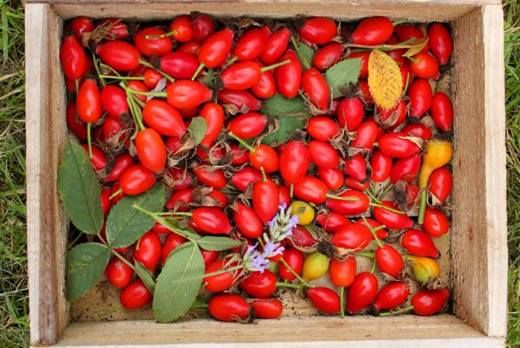 Vaříme užitečný kompot z růžových boků na zimu: recept s fotkou