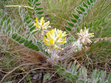 Astragalus: terapeutické vlastnosti, fotografie, aplikace