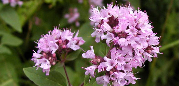 Oregano, jeho léčivé vlastnosti a použití