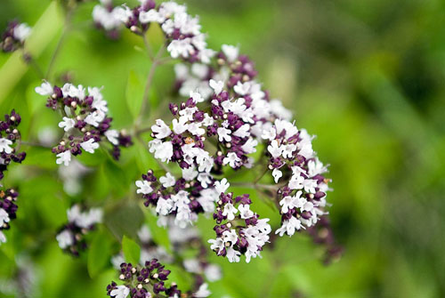 Oregano, jeho léčivé vlastnosti a použití