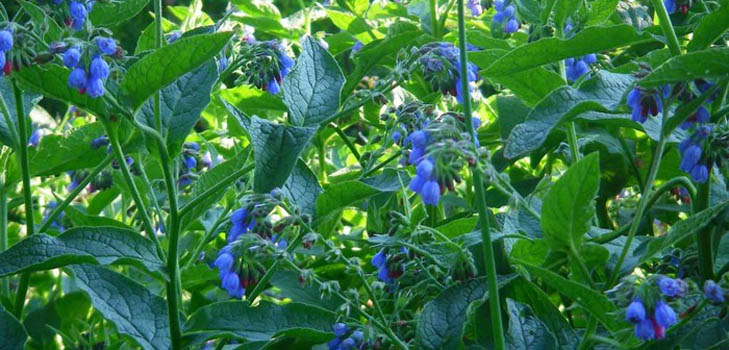 Comfrey officinalis: aplikace a léčebné vlastnosti kmenu