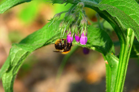 Comfrey officinalis: aplikace a léčebné vlastnosti kmenu