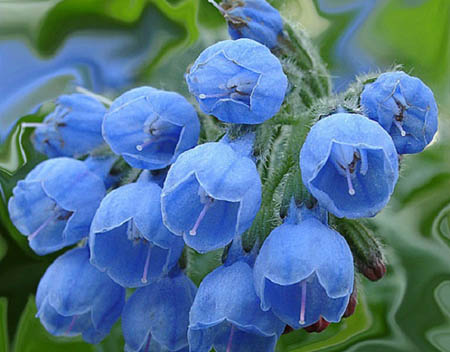 Comfrey officinalis: aplikace a léčebné vlastnosti kmenu