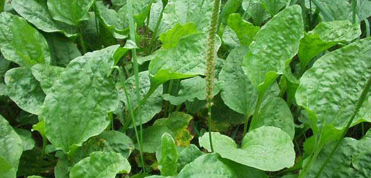 Plantain. Terapeutické vlastnosti a kontraindikace