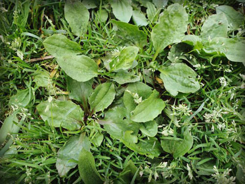 Plantain. Terapeutické vlastnosti a kontraindikace