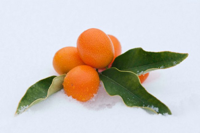 Užitečné vlastnosti kumquatu