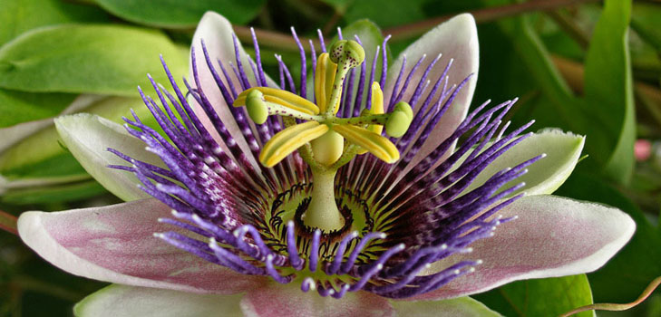 Aplikace passionflower v medicíně (s fotografií)
