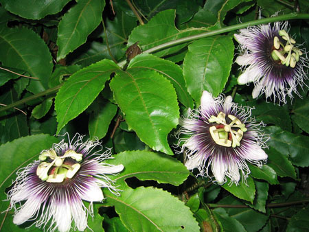 Aplikace passionflower v medicíně (s fotografií)