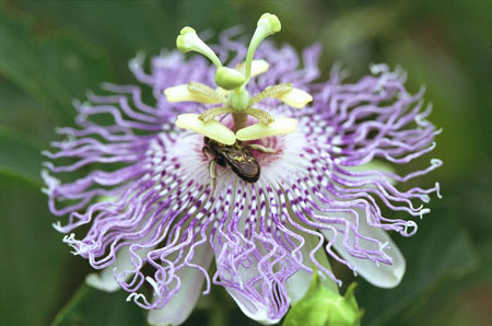 Aplikace passionflower v medicíně (s fotografií)