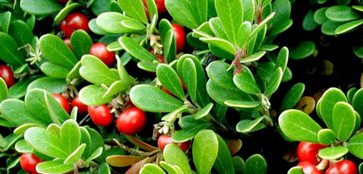Bearberry: léčivé vlastnosti, aplikace, fotografie