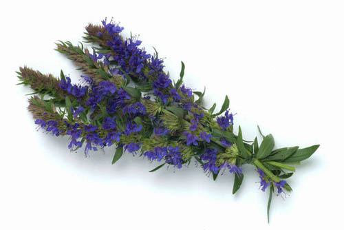 Hyssop bylina: léčivé vlastnosti, aplikace v medicíně