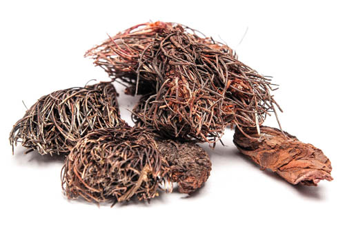 Tráva je červený kartáč a jeho léčivé vlastnosti. Recepty tradiční medicíny